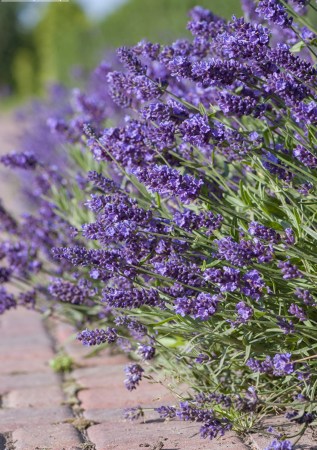 ЛАВАНДА вузьколиста Essence Purple